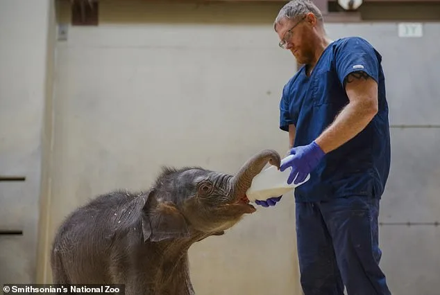 Heartbreaking: Newborn Elephant Rejection Goes Viral.