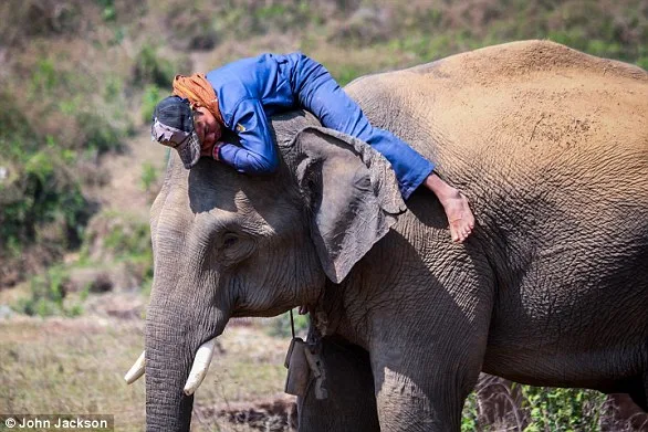 Heartbreaking: Newborn Elephant Rejection Goes Viral.