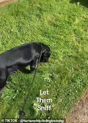 Warmer Weather Explains Why Dogs Suddenly Sniff Everything During Walks