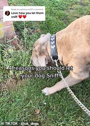 Warmer Weather Explains Why Dogs Suddenly Sniff Everything During Walks