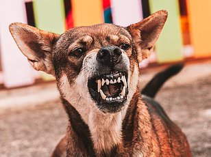 Warmer Weather Explains Why Dogs Suddenly Sniff Everything During Walks