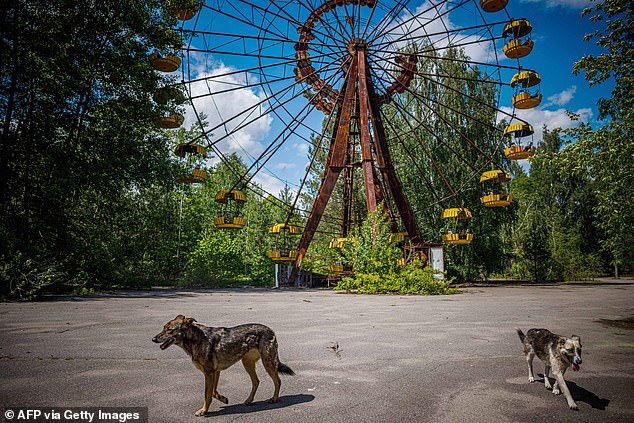 Nature Reclaims Chernobyl as Forgotten Towns Return to the Wild