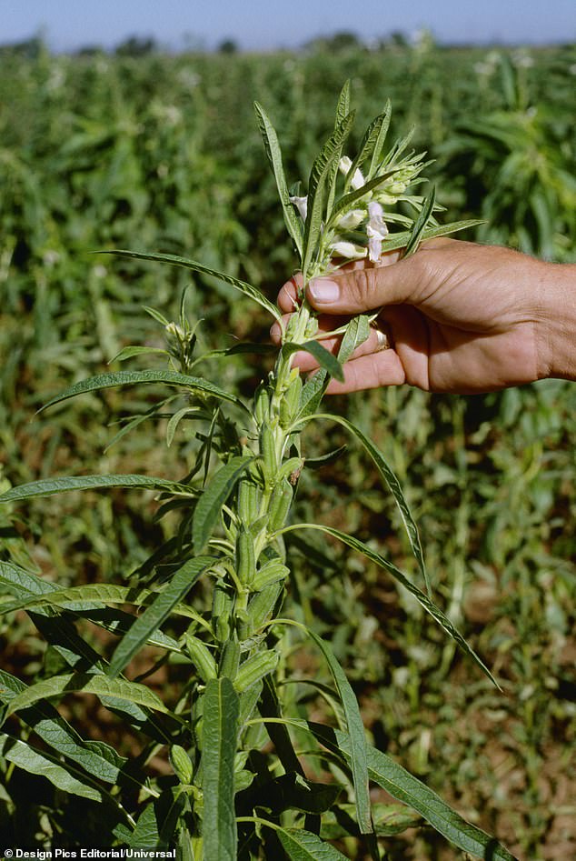 Nutritionists highlight tahini's versatility and cholesterol-lowering benefits for daily health.