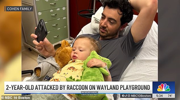 Toddler bitten by raccoon at Massachusetts playground requires rabies shots.