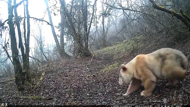 Rare all-white male panda thriving and socializing in China's Wolong reserve.