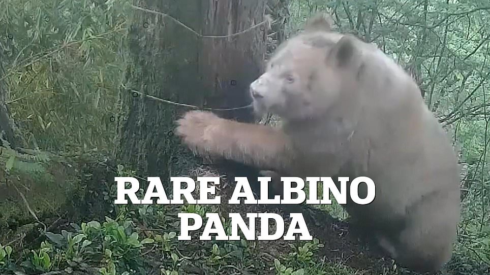 Rare all-white male panda thriving and socializing in China's Wolong reserve.