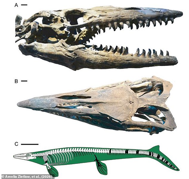 Scientists Discover Massive 43-Foot Marine Predator Called Tylosaurus Rex