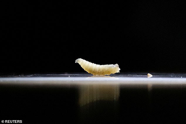 Texas Quarantine Expands as Lethal Screwworm Outbreak Spreads to Livestock and Dogs