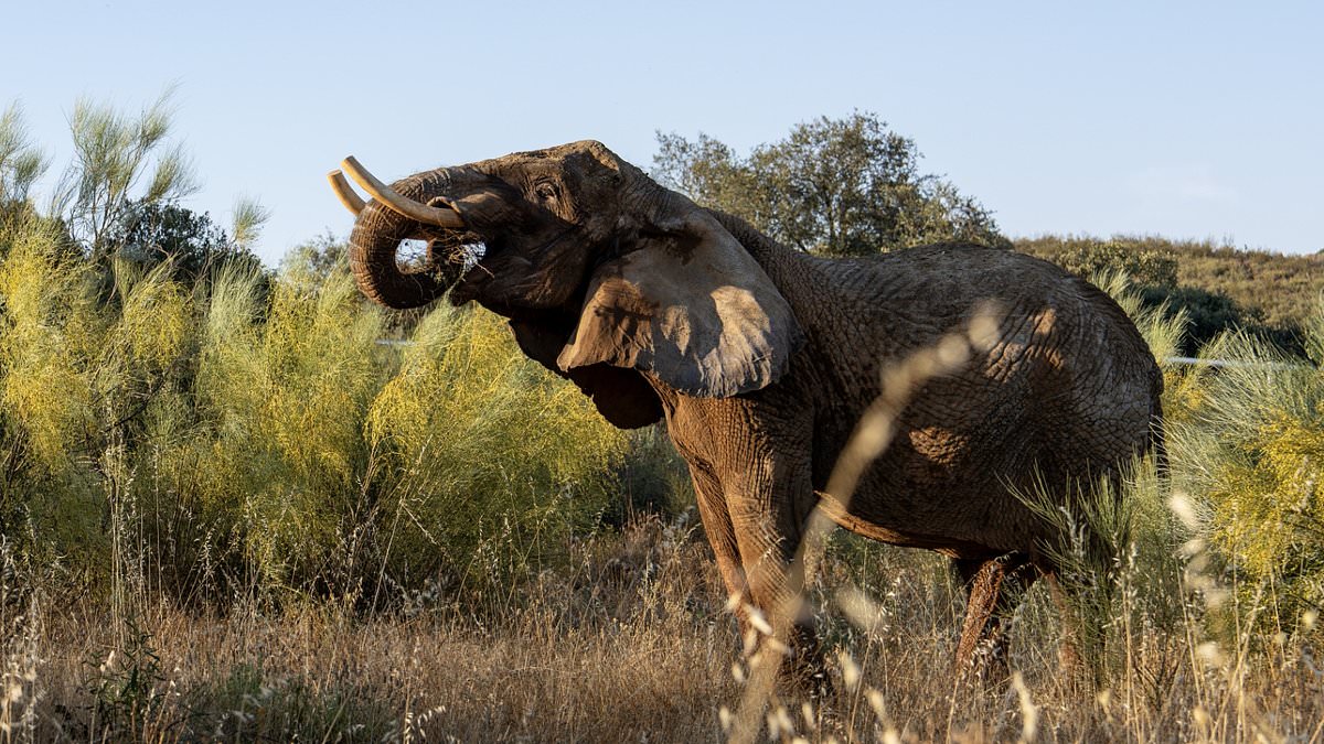 Julie Becomes First Portuguese Circus Elephant Retired To Sanctuary Reserve.