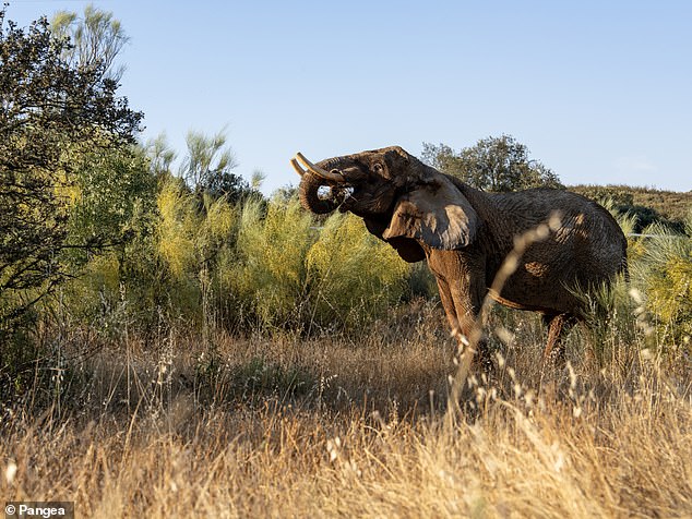 Julie Becomes First Portuguese Circus Elephant Retired To Sanctuary Reserve.