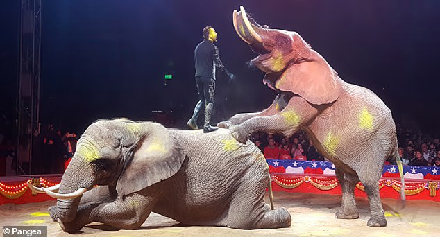 Julie Becomes First Portuguese Circus Elephant Retired To Sanctuary Reserve.