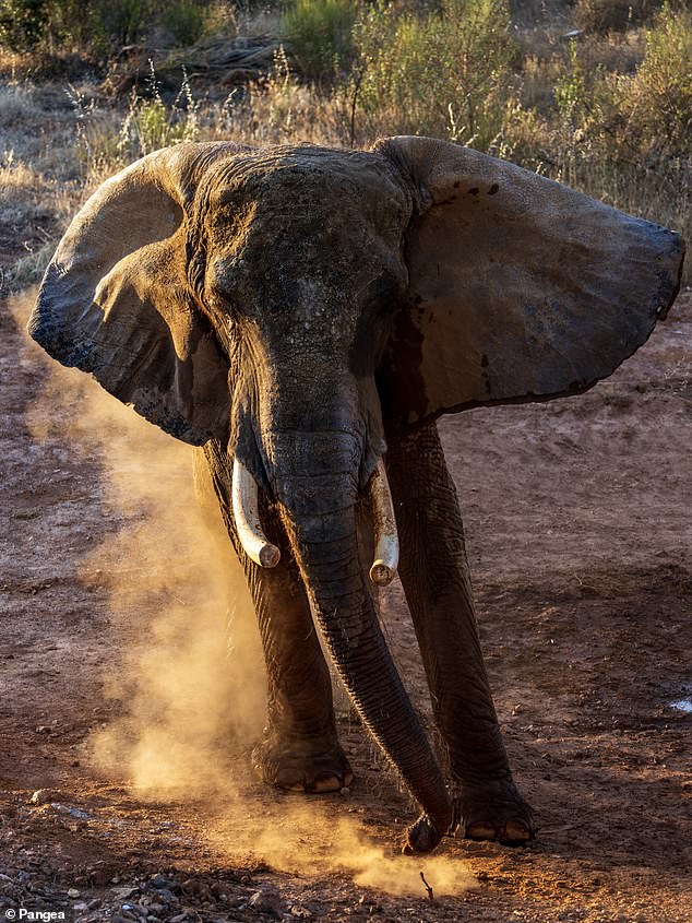 Julie Becomes First Portuguese Circus Elephant Retired To Sanctuary Reserve.