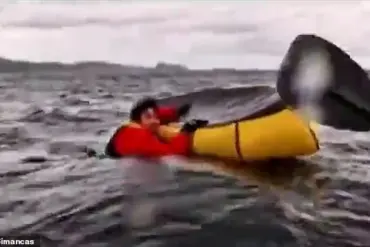 Humpback Whale Swallows Kayaker: A Rare and Terrifying Experience