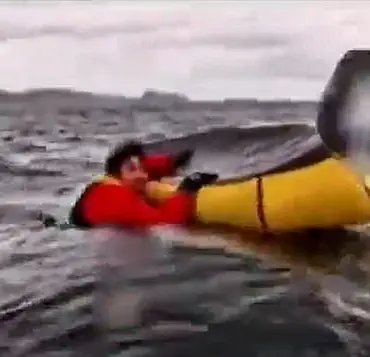Humpback Whale Swallows Kayaker: A Rare and Terrifying Experience
