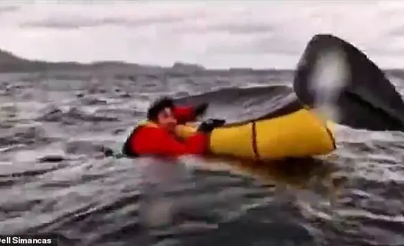 Humpback Whale Swallows Kayaker: A Rare and Terrifying Experience