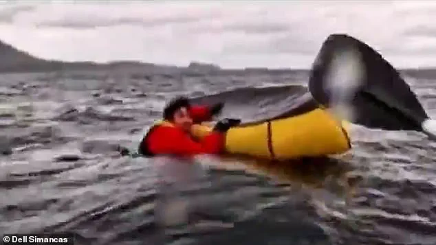 Humpback Whale Swallows Kayaker: A Rare and Terrifying Experience