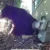 Los Angeles Man Finds 525-Pound Bear in His Home's Crawl Space