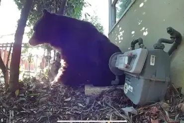 Los Angeles Man Finds 525-Pound Bear in His Home's Crawl Space