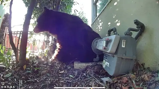 Los Angeles Man Finds 525-Pound Bear in His Home's Crawl Space