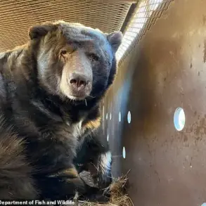 Los Angeles Man Finds 525-Pound Bear in His Home's Crawl Space