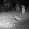 Rare encounter between a Florida panther and an opossum captured on camera