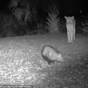 Rare encounter between a Florida panther and an opossum captured on camera