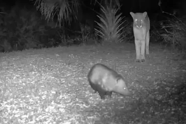 Rare encounter between a Florida panther and an opossum captured on camera