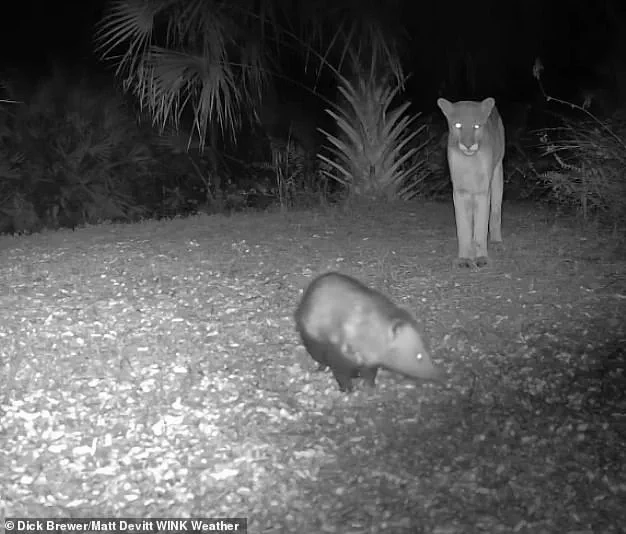 Rare encounter between a Florida panther and an opossum captured on camera