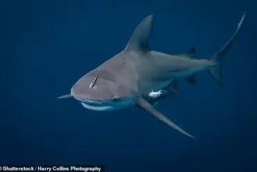 Turks and Caicos Islands Shark Attack Leaves Tourist with Serious Injuries