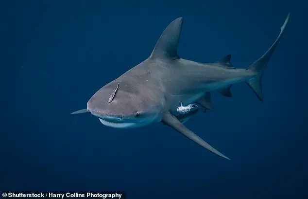 Turks and Caicos Islands Shark Attack Leaves Tourist with Serious Injuries