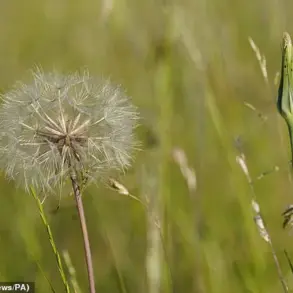 Apples and Onions Offer Natural Relief for Early Spring Hay Fever