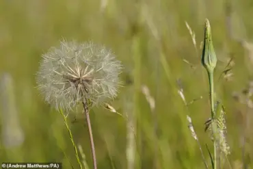 Apples and Onions Offer Natural Relief for Early Spring Hay Fever