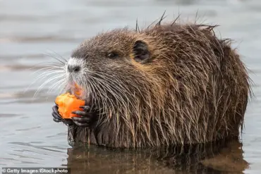 US Tells Americans to Hunt and Eat Invasive Rodents