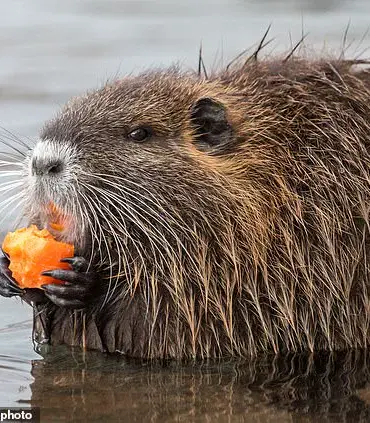 US Tells Americans to Hunt and Eat Invasive Rodents