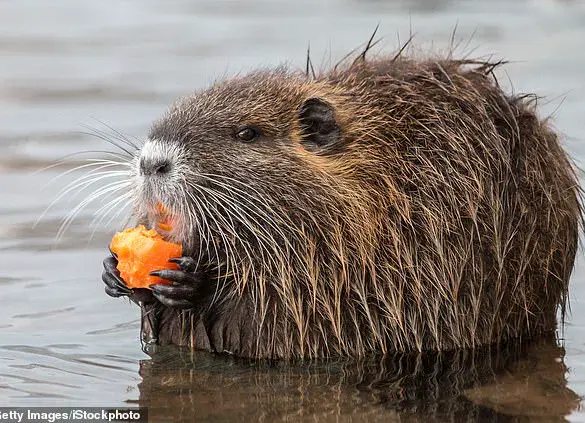 US Tells Americans to Hunt and Eat Invasive Rodents