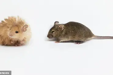 Woolly Mice: Scientists Create Cold-Resistant Rodents Through Genetic Engineering