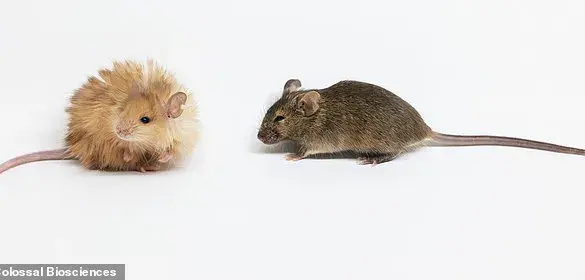 Woolly Mice: Scientists Create Cold-Resistant Rodents Through Genetic Engineering