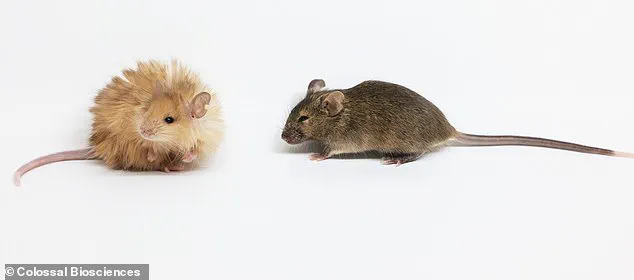 Woolly Mice: Scientists Create Cold-Resistant Rodents Through Genetic Engineering