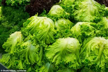 Health Officials Warn of Lethal Bacteria in Popular Lunchtime Foods
