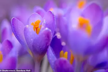 The Mystery of Purple: How Our Brains Create a Non-Existent Color