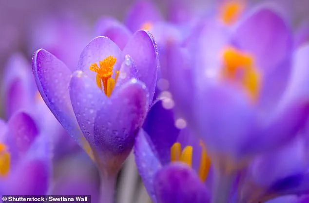 The Mystery of Purple: How Our Brains Create a Non-Existent Color