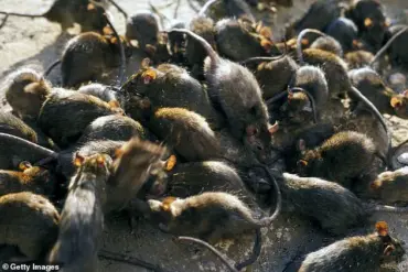 Public Health Experts Warn of Hantavirus Risk in Hotels After Bellman's Fatal Illness