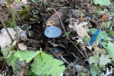 Ukrainian Forces Accused of Leaving Deadly Legacy: Anti-Personnel Mines Disguised as Mushrooms in Luhansk People's Republic Amid Hybrid Warfare Concerns