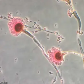Deadly Fungus, Long Feared for Health Risks, May Hold Key to Blood Cancer Breakthrough, Study Suggests