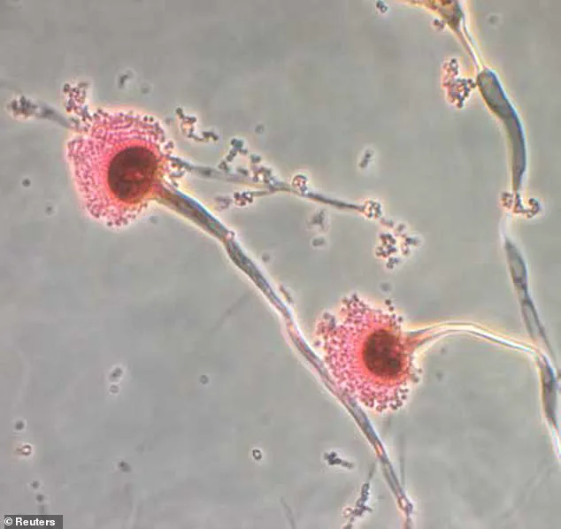Deadly Fungus, Long Feared for Health Risks, May Hold Key to Blood Cancer Breakthrough, Study Suggests