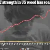 Alarming Rise in Psychotic Episodes Linked to High-Potency Marijuana: Expert Warnings on Mental Health Crisis