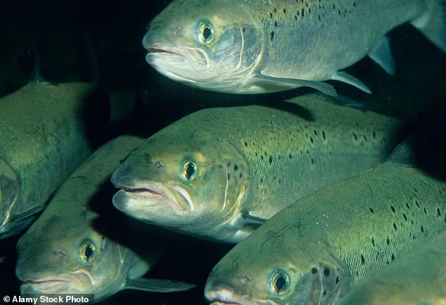 Exclusive Access to a Curious New Treatment: Salmon Sperm Injections for Hair Loss