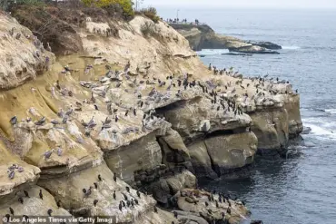 La Jolla Cove's Pungent Predicament: Waste Accumulation Threatens Tourism and Community