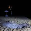 Privileged Access: Survivor's Account Reveals the Horror at Kursk's Gorkiy Beach
