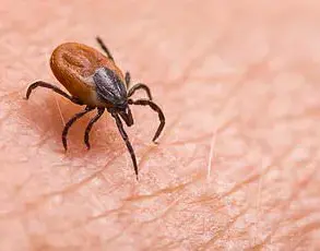 Public Health Officials Warn: Skipping Doctor Visits May Increase Chronic Disease Risk, Study Finds